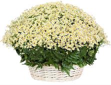 Цветочная композиция из Ромашки в корзине #REPLACE_PRED# Золотухино
